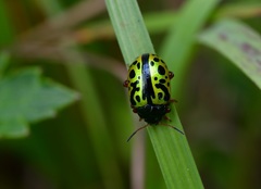 Calligrapha fulvipes