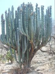 Pachycereus weberi