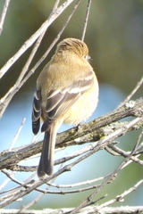 Empidonax fulvifrons