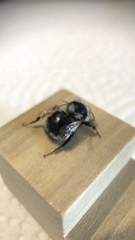Bombus melanopygus
