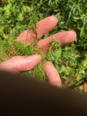 Sphagnum teres