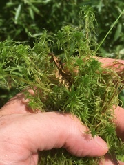 Sphagnum teres