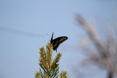 Papilio