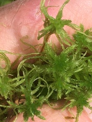Sphagnum teres