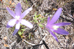 Brodiaea leptandra