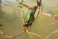 Dendropsophus molitor