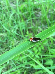 Pseudomops septentrionalis