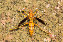 Polistes flavus