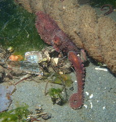 Octopus rubescens