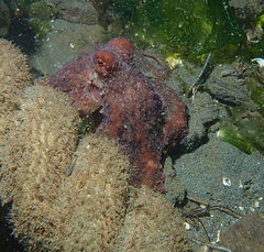 Octopus rubescens