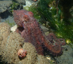 Octopus rubescens
