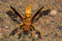 Polistes flavus