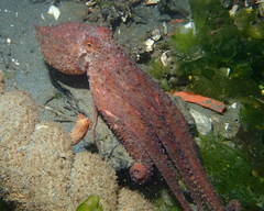 Octopus rubescens