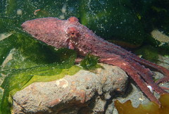 Octopus rubescens