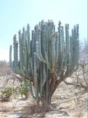 Pachycereus weberi