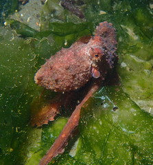 Octopus rubescens