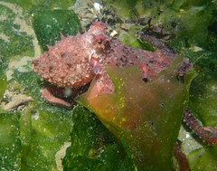 Octopus rubescens