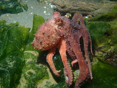 Octopus rubescens