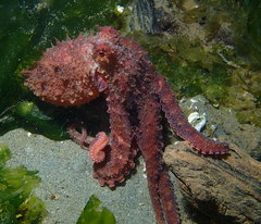 Octopus rubescens