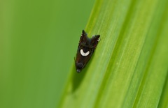 Grapholita fana