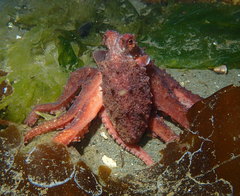 Octopus rubescens