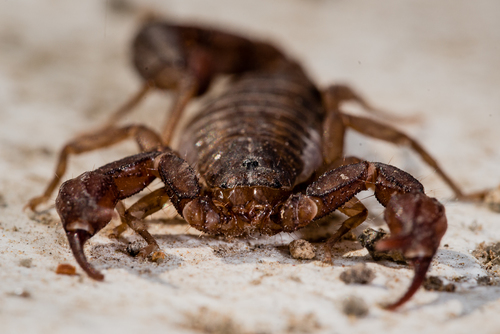 Thorellius cristimanus