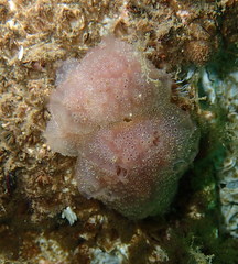 Distaplia occidentalis