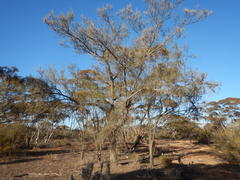 Casuarina cristata