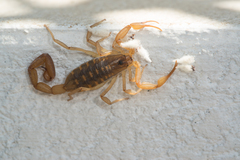 Centruroides infamatus