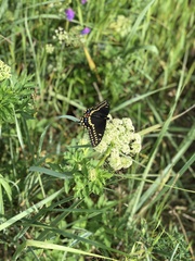 Papilio brevicauda