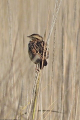 Xenospiza baileyi