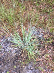Andropogon virginicus