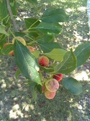 Malus domestica