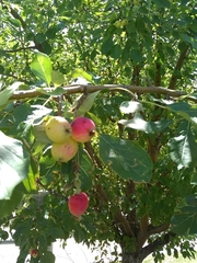 Malus domestica