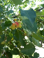 Malus domestica