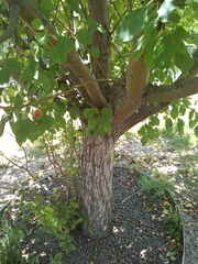 Malus domestica