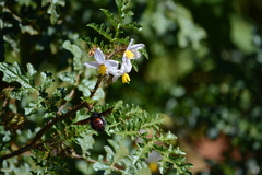 Xylocopa nigrocincta