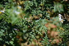 Xylocopa nigrocincta