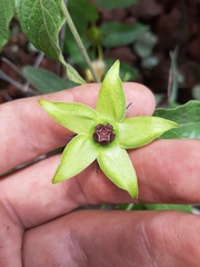 Gonolobus uniflorus