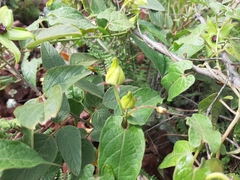 Gonolobus uniflorus