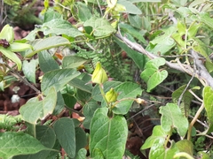 Gonolobus uniflorus