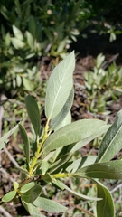 Salix eastwoodiae