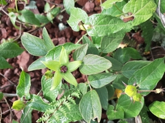 Gonolobus uniflorus