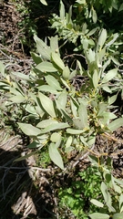 Salix eastwoodiae