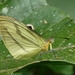 Mariposa Blanca Mimética de Líneas Negras - Photo (c) Helio Lourencini, algunos derechos reservados (CC BY), subido por Helio Lourencini