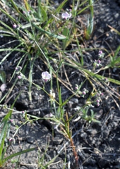 Hesperolinon congestum