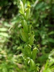 Platanthera aquilonis