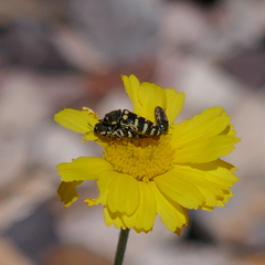 Acmaeodera alicia