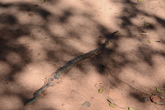 Palusophis bifossatus