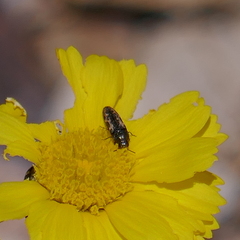 Acmaeodera parkeri